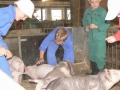 Kleine Schweineschule Mai 2009 