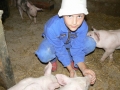 Kleine Schweineschule Mai 2009 