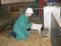 Kleine Schweineschule Mai 2009 